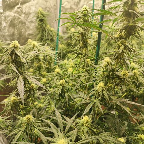 Kritical bilbo growlog timeline photo