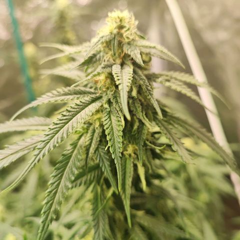 Kritical bilbo growlog timeline photo