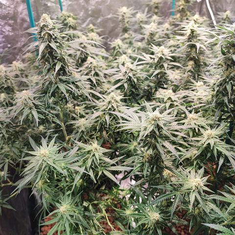 Kritical bilbo growlog timeline photo