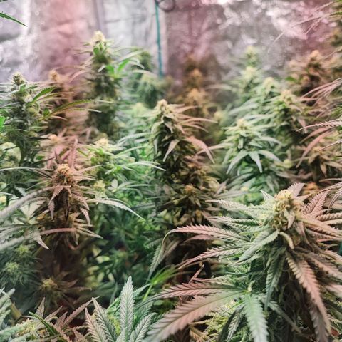 Kritical bilbo growlog timeline photo