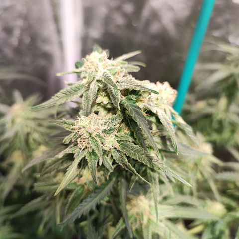 Kritical bilbo growlog timeline photo