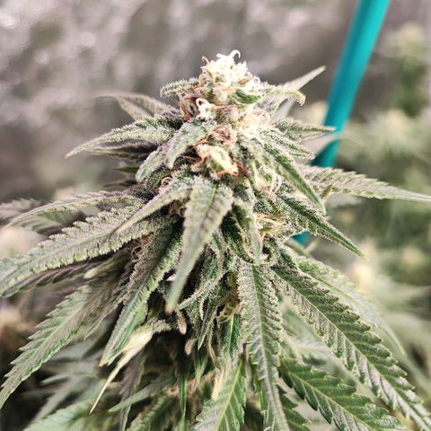 Kritical bilbo growlog timeline photo