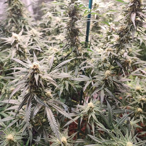Kritical bilbo growlog timeline photo