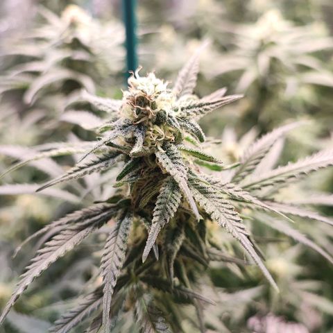 Kritical bilbo growlog timeline photo