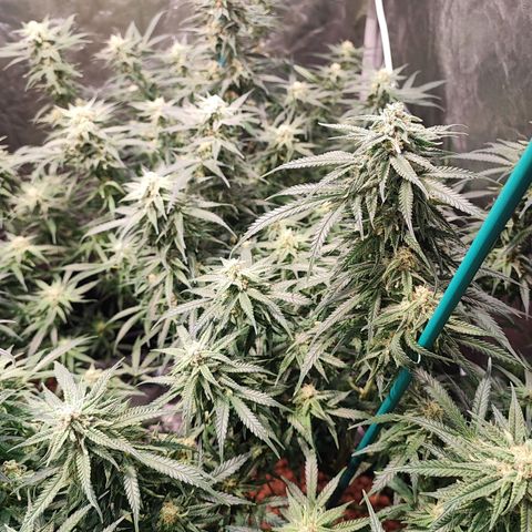 Kritical bilbo growlog timeline photo