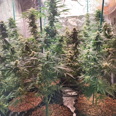 Kritical bilbo growlog timeline photo