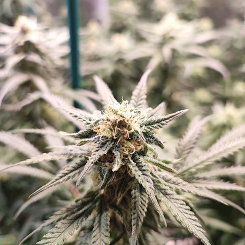 Kritical bilbo growlog timeline photo