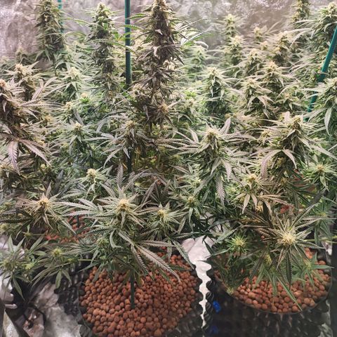 Kritical bilbo growlog timeline photo