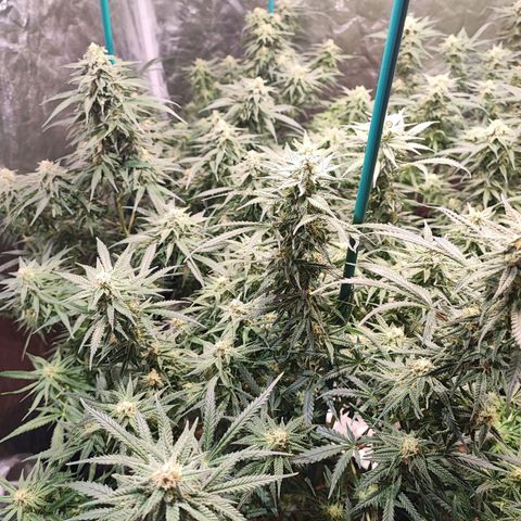 Kritical bilbo growlog timeline photo