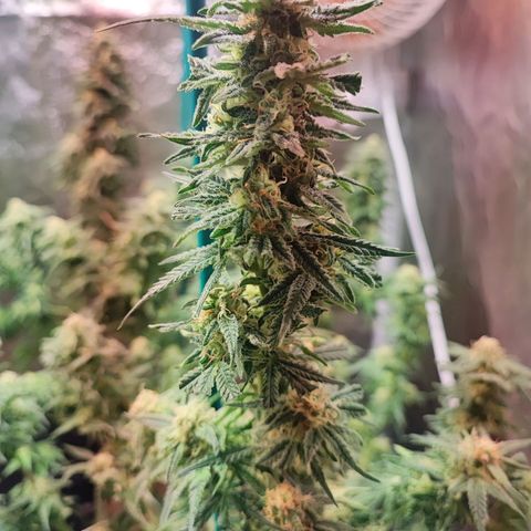 Kritical bilbo growlog timeline photo
