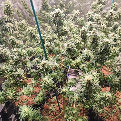 Kritical bilbo growlog timeline photo