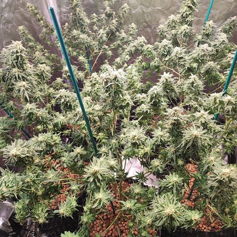 Kritical bilbo growlog timeline photo
