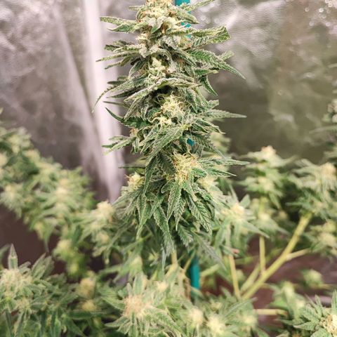 Kritical bilbo growlog timeline photo