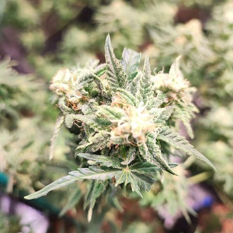 Kritical bilbo growlog timeline photo