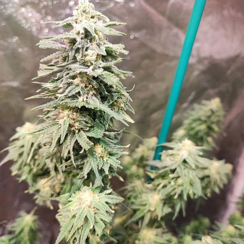 Kritical bilbo growlog timeline photo