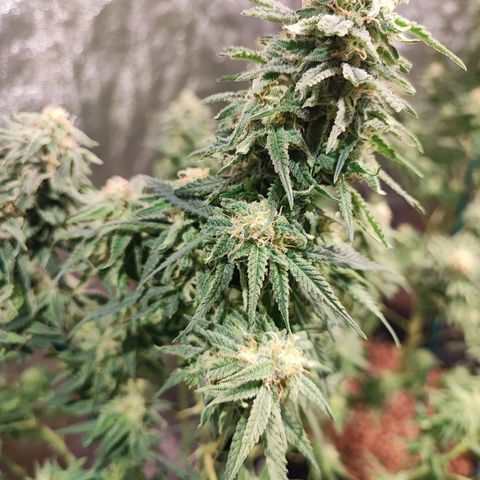 Kritical bilbo growlog timeline photo