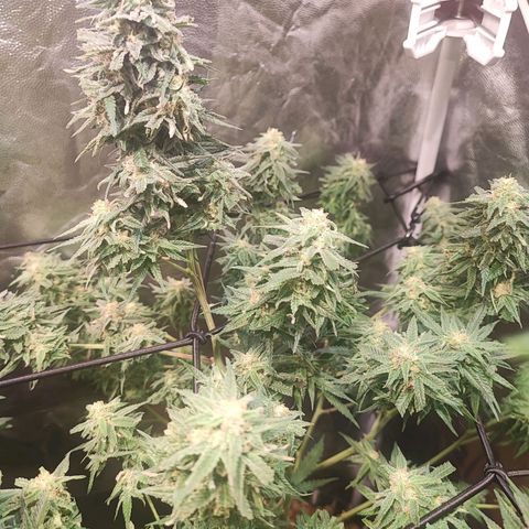 Kritical bilbo growlog timeline photo