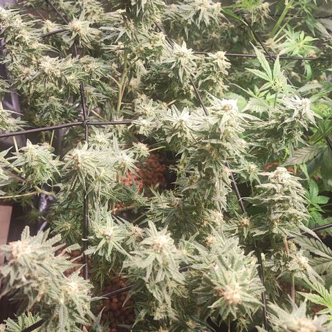Kritical bilbo growlog timeline photo