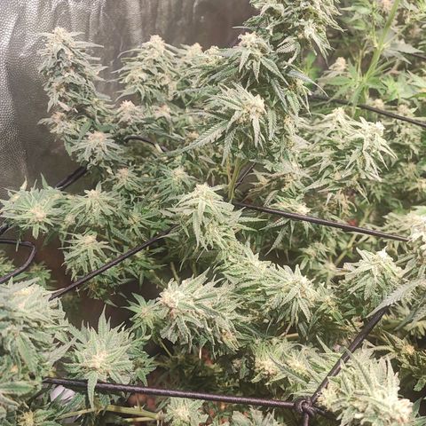 Kritical bilbo growlog timeline photo