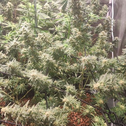 Kritical bilbo growlog timeline photo