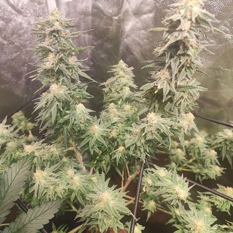 Kritical bilbo growlog timeline photo