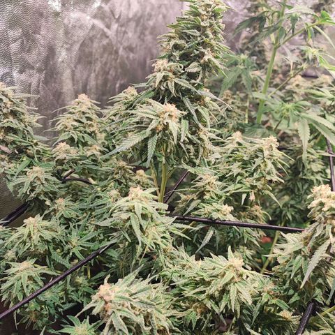Kritical bilbo growlog timeline photo
