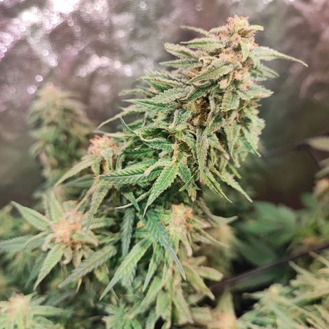 Kritical bilbo growlog timeline photo