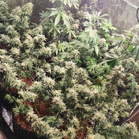 Kritical bilbo growlog timeline photo