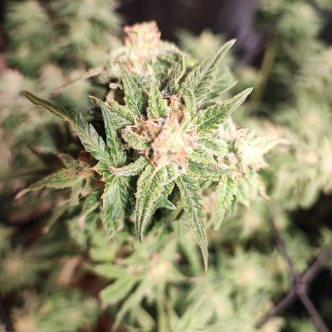 Kritical bilbo growlog timeline photo