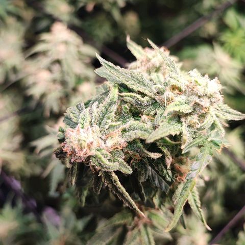 Kritical bilbo growlog timeline photo
