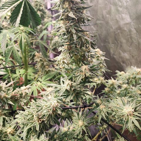 Kritical bilbo growlog timeline photo