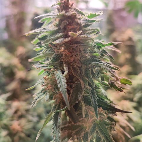 Kritical bilbo growlog timeline photo