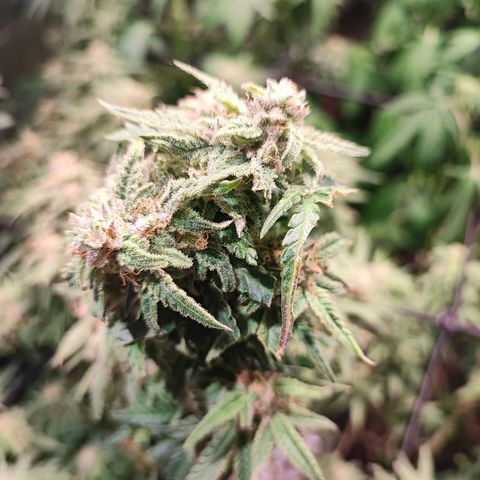 Kritical bilbo growlog timeline photo