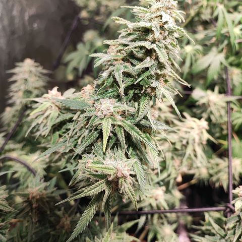Kritical bilbo growlog timeline photo