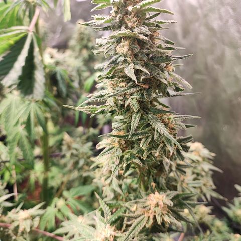 Kritical bilbo growlog timeline photo