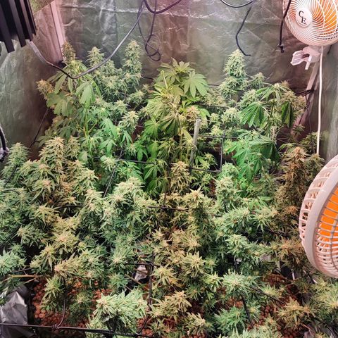 Kritical bilbo growlog timeline photo