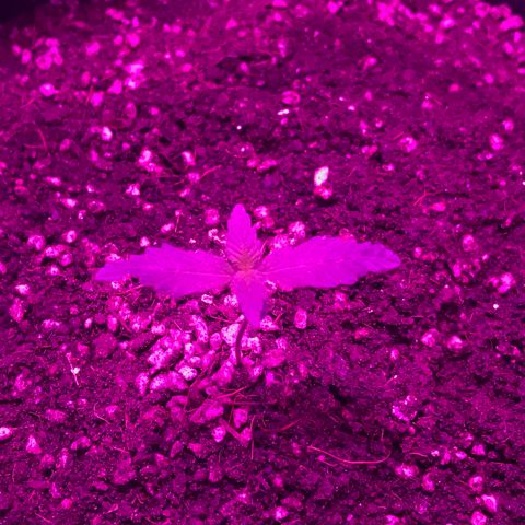 MJ 1702 growlog timeline photo