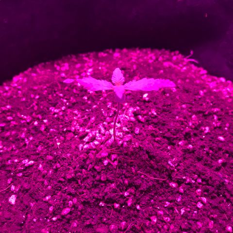 MJ 1702 growlog timeline photo