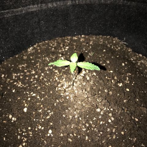 MJ 1702 growlog timeline photo