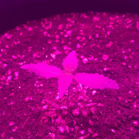 MJ 1702 growlog timeline photo