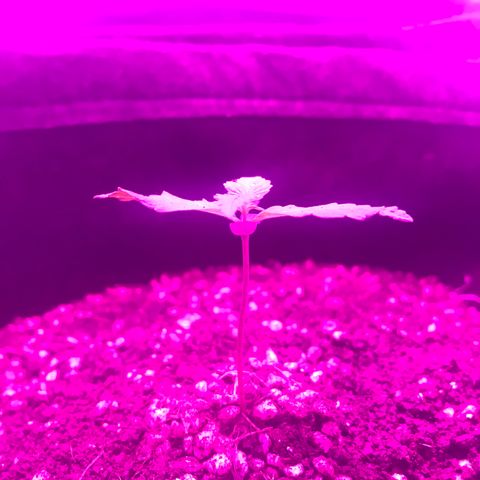 MJ 1702 growlog timeline photo