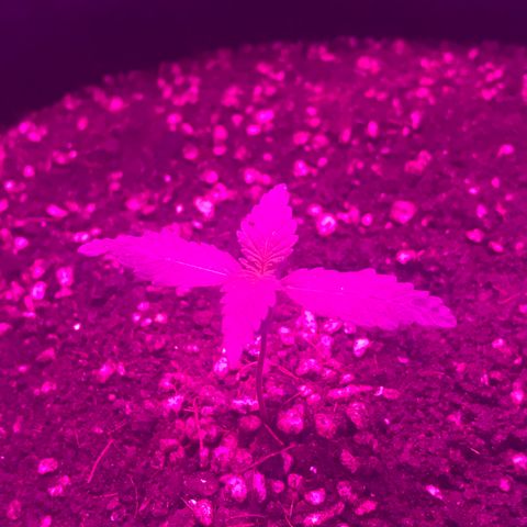 MJ 1702 growlog timeline photo