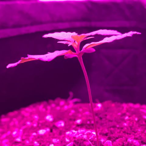 MJ 1702 growlog timeline photo