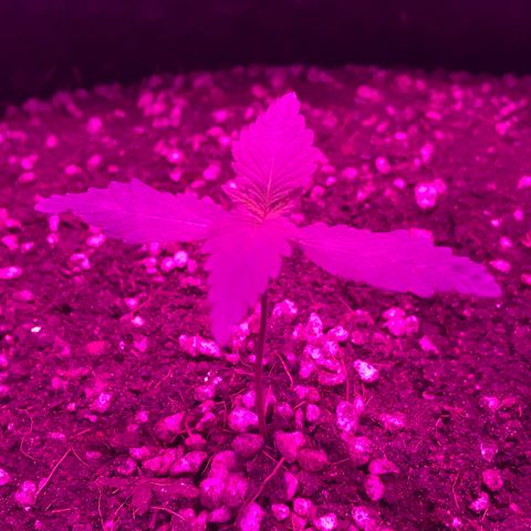 MJ 1702 growlog timeline photo