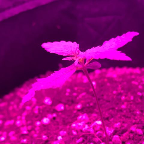 MJ 1702 growlog timeline photo