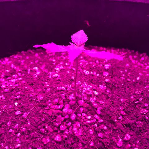 MJ 1702 growlog timeline photo
