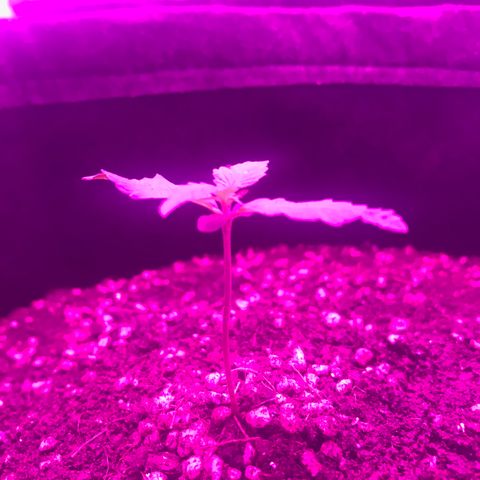 MJ 1702 growlog timeline photo