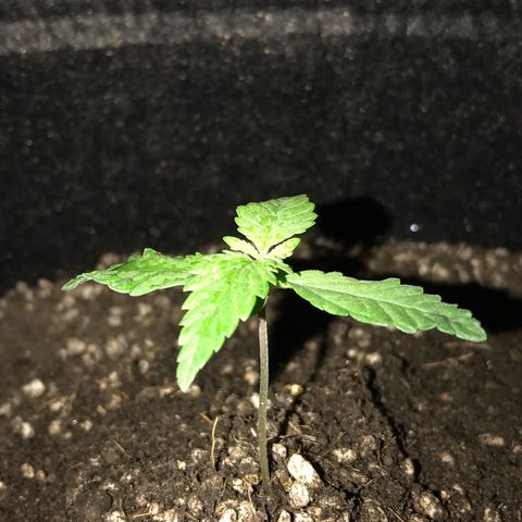 MJ 1702 growlog timeline photo