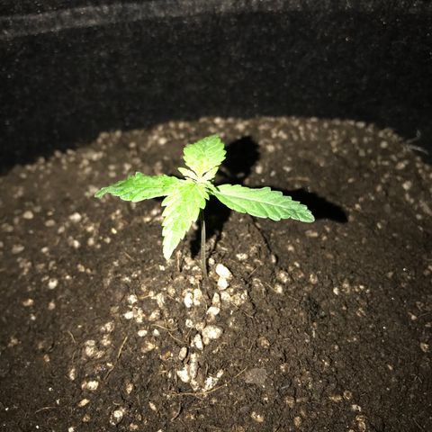 MJ 1702 growlog timeline photo