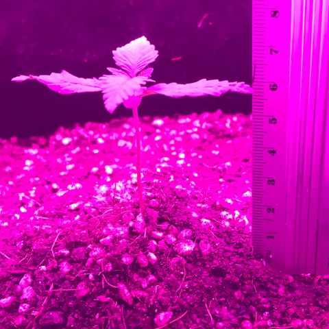 MJ 1702 growlog timeline photo